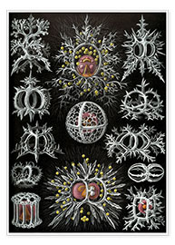 Poster  Stephoidea (Kunstformen der Natur: Grafik 71) - Ernst Haeckel