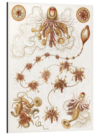 Alubild  Siphonophorae (Kunstformen der Natur: Grafik 7) - Ernst Haeckel