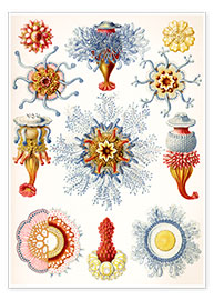 Poster Siphonophorae (Kunstformen der Natur: Grafik 17)