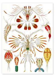 Poster Copepoda (Kunstformen der Natur: Lacertilia, Grafik 56)