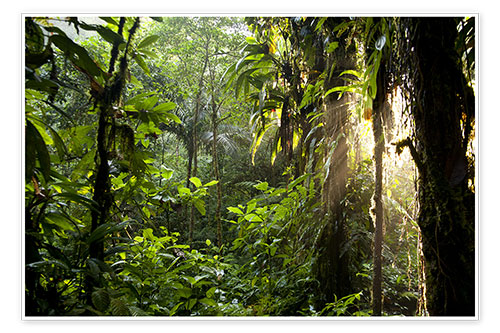 Poster Sonnenstrahlen im Dschungel