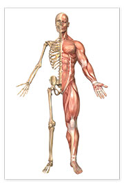 Poster Das menschliche Skelett und Muskelsystem, Frontalansicht