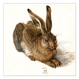 Poster  Hase - Albrecht Dürer
