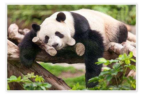 Poster Großer Panda beim Schlafen