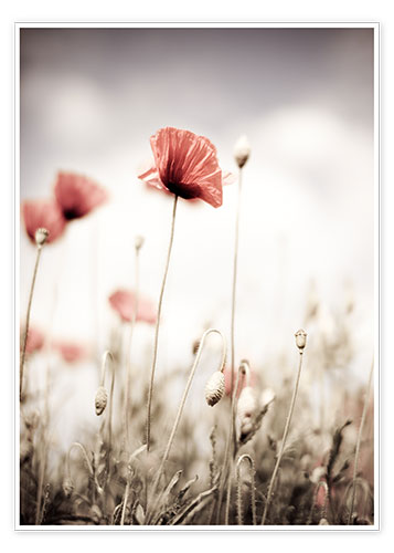 Poster Roter Mohn