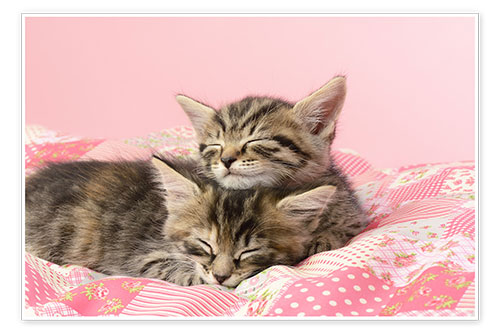 Poster Schlummernde Kätzchen