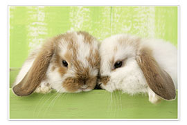 Poster  Zwei Kaninchen - Greg Cuddiford