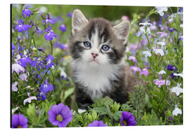 Alubild  Kätzchen im Blumengarten - Greg Cuddiford