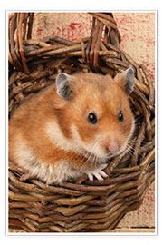 Poster Hamster im Weidenkorb