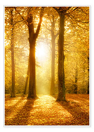 Poster Goldener Herbstwald im Sonnenlicht