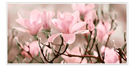 Poster Magnolienblüten-Panorama III