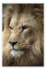 Poster Löwenportrait
