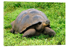 Acrylglasbild  Neugierige Galapagos Schildkröte - Huwiler