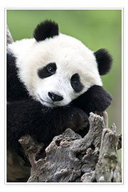 Poster Junger Panda