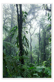 Poster Costa Rica - Regenwald