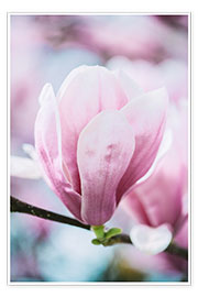 Poster Magnolienblüte im Frühling