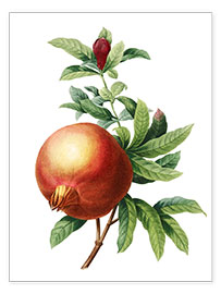 Poster Granatapfel