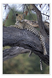 Poster Leopard ruht auf Baum