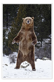 Poster Grizzlybär steht im Schnee