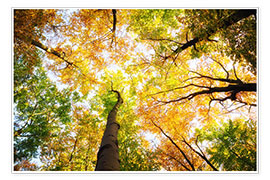 Poster  Baumkronen im Herbst - Oliver Henze