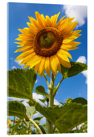 Acrylglasbild  Sonnenblume - Gerhard Wild