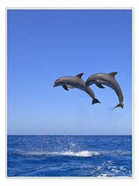 Poster Verspielte Delfine