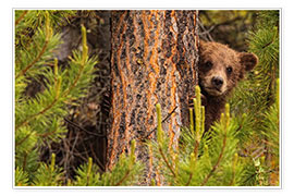 Poster Grizzlybär hinter einem Baum