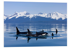 Hartschaumbild  Schwertwale in Alaska - John Hyde