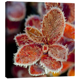 Leinwandbild  Cranberryblätter im Frost - Cathy Hart