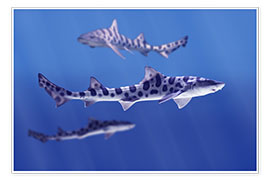 Wandbild  Leopardenhaie - Don Hammond