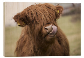 Holzbild  Highland Cattle leckt sich die Lippen - John Short