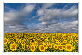 Poster Sonnenblumenmeer