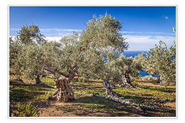 Poster Alte Olivenbäume auf Mallorca (Spanien)