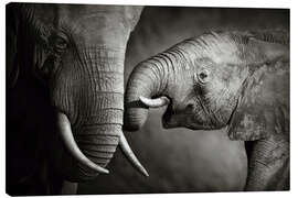 Leinwandbild  Baby-Elefant mit seiner Mutter - Johan Swanepoel