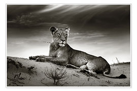 Poster Löwin ruht auf einer Sanddüne
