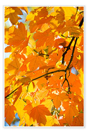 Poster Herbstliche Ahornblätter