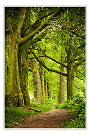 Spaziergang Wald Holzweg einen Fluss Weg Wallario Maxi-Poster 61 x 91,5 cm
