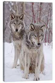 prächtiger Wolf im Schnee Leinwandbild Wanddeko Kunstdruck 