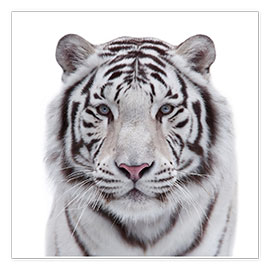 Poster Der weiße Tiger