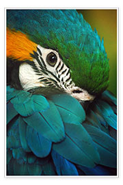 Poster Papagei im Federkleid