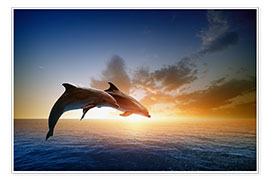 Poster  Delfine im Sonnenuntergang