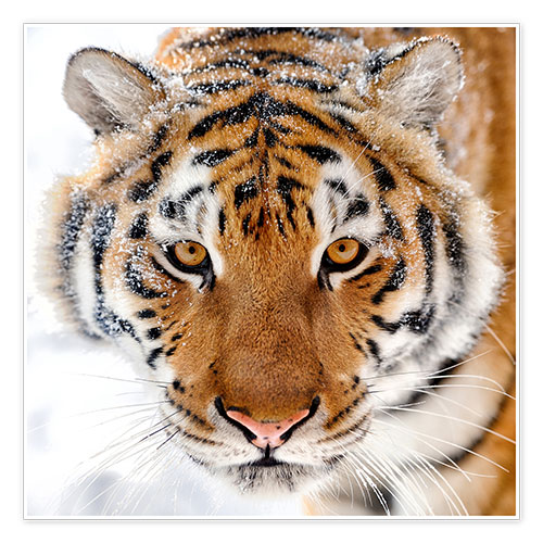 Poster Sibirischer Tiger im Schnee