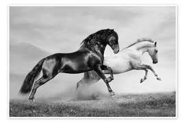 Poster Pferde Schwarz/Weiß