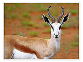 Poster  Springbock, Afrika wildlife - wiw