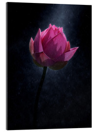 Acrylglasbild  Lotusblume im Regen