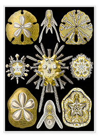 Poster Seeigel (Kunstformen der Natur: Echinoidea, Grafik 30)