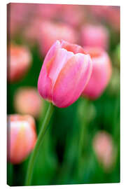Leinwandbild  Einzelne rosa Tulpe