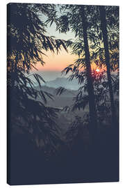 Leinwandbild  Bambus im Sonnenuntergang