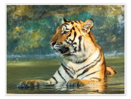 Poster  Tiger liegt im Wasser