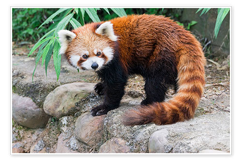 Poster Red Panda (Ailurus fulgens), Sichuan Province, China, Asia